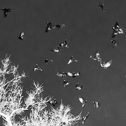 Woman Based Mechanics - Чорні Птахи