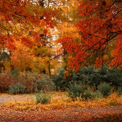 Ecveezer - Solituned