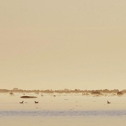 Grooving Gecko - Cello Solo