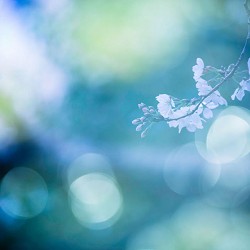 Dreamy Thoughts - Spring