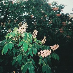 ripcity - зелені очі