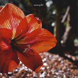 Iris Emmanuelle - Amaryllis