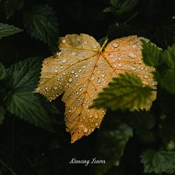 Dawn Huntley - Dancing Leaves