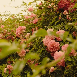 Niwa Nova - The Silence Between