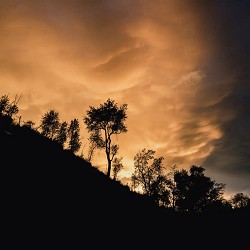 Spring Bunny - Crimson Skies