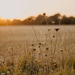 Hues of Ruby - In the Light of the Moon