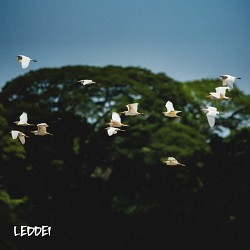 Leddei - Pajaros blancos