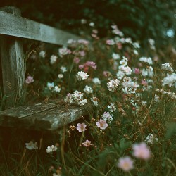 Lyraen - Under Branches