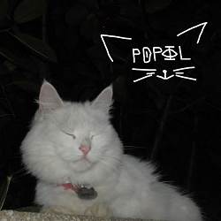 POPIL - Залишись